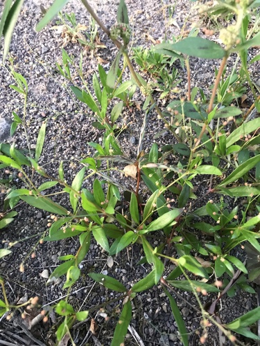 Image of Trigastrotheca stricta by no rights reserved