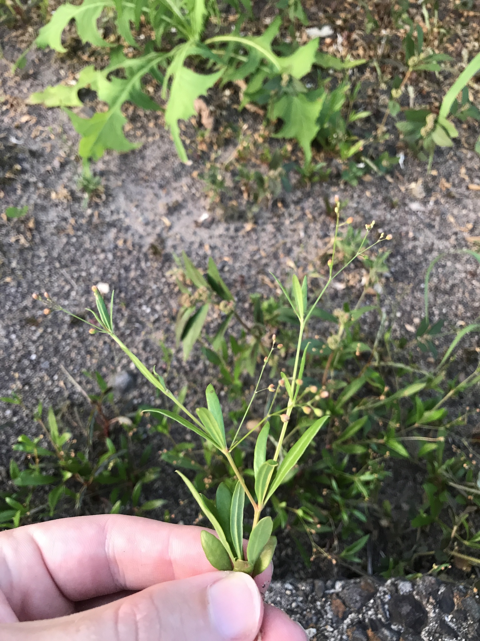 Erect Carpetweed (Trigastrotheca stricta)