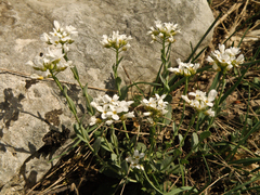 Noccaea macrantha