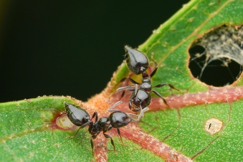 名和举腹蚁Crematogaster nawai