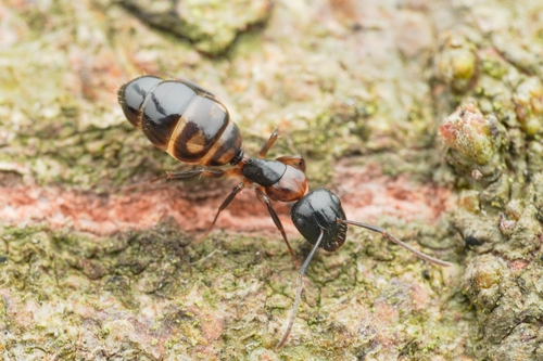 那霸弓背蚁Camponotus nawai