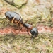 Camponotus nawai - Photo (c) Jonghyun Park, osa oikeuksista pidätetään (CC BY), lähettänyt Jonghyun Park