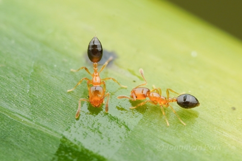 黑腹小家蚁Monomorium intrudens