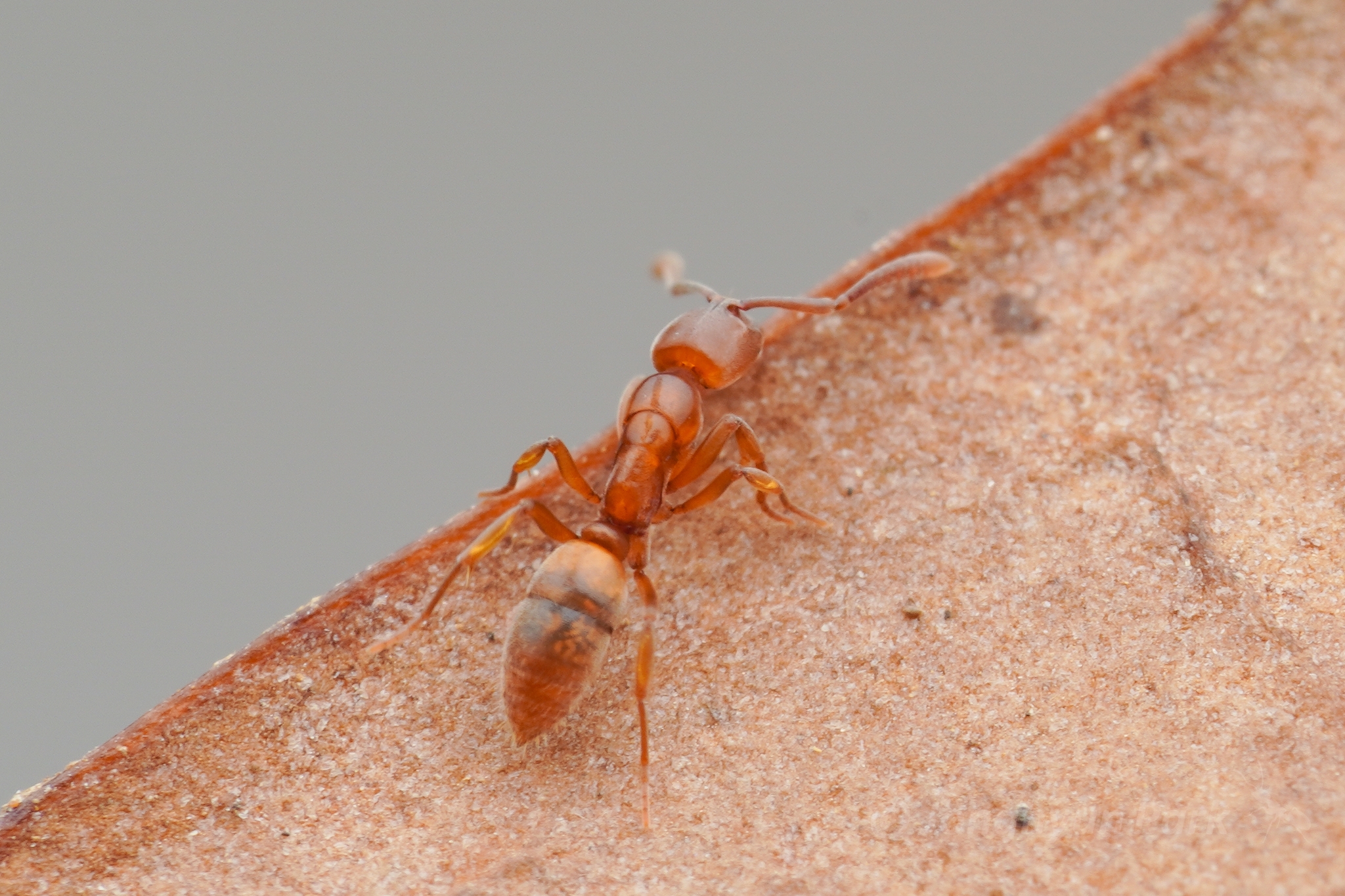 Hypoponera nippona