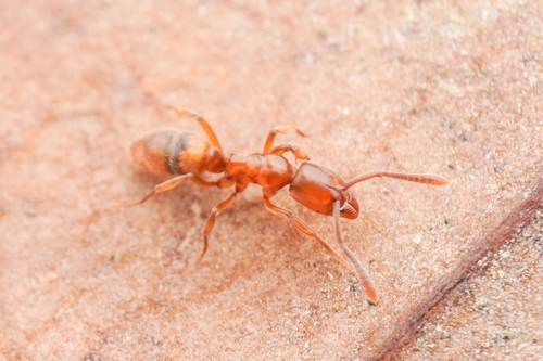 日本姬猛蚁Hypoponera nippona