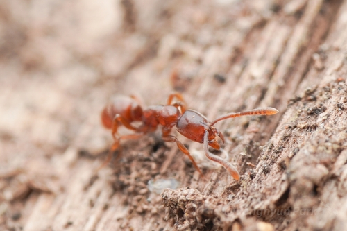 Hypoponera beppinHypoponera beppin