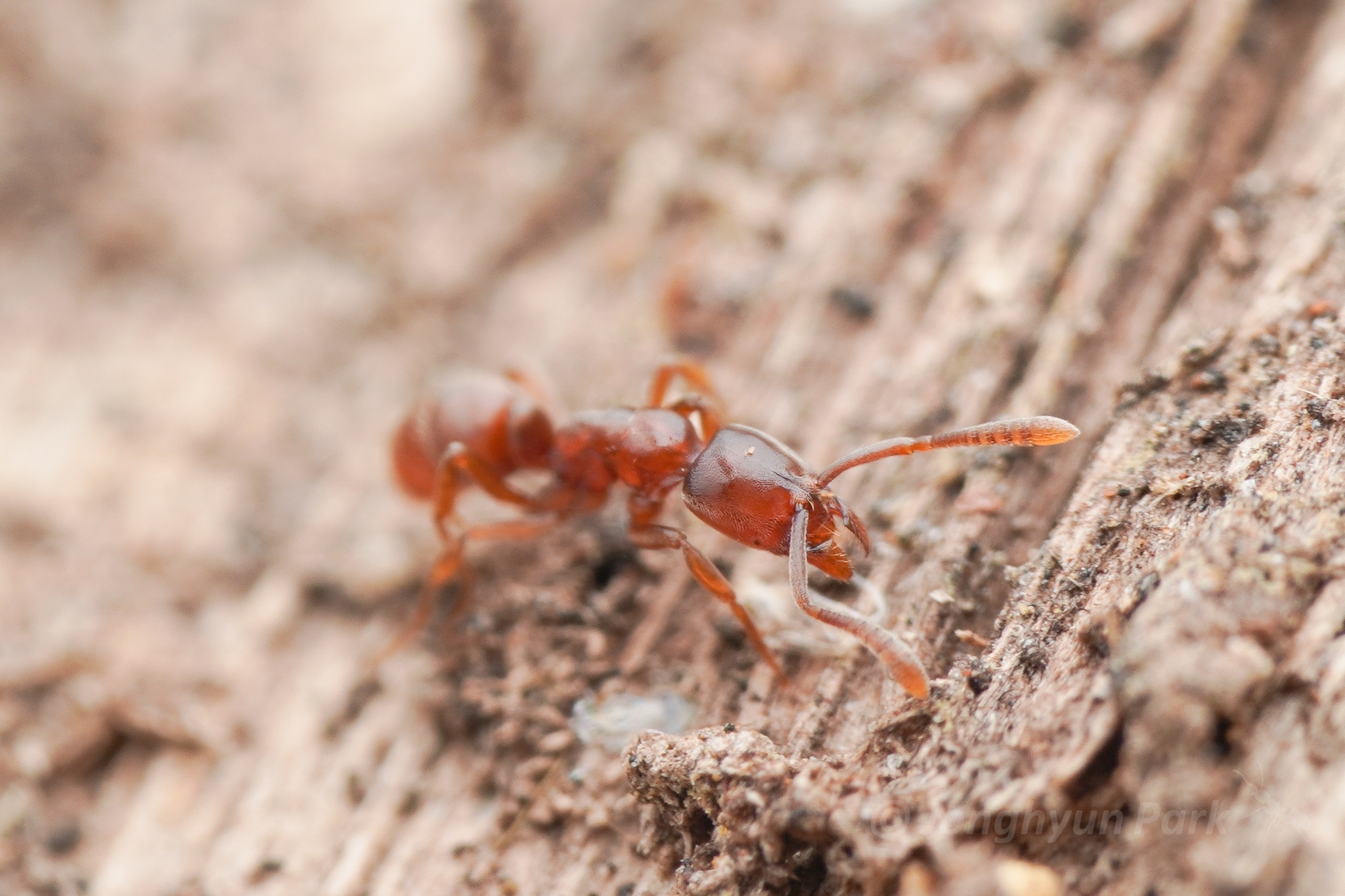 Hypoponera beppin