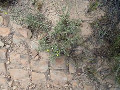 Aspalathus cymbiformis