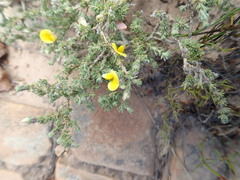 Aspalathus cymbiformis