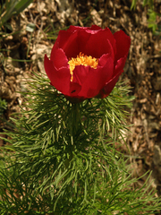 Paeonia tenuifolia