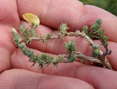 Aspalathus cymbiformis
