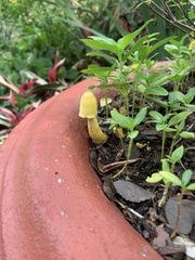 Leucocoprinus birnbaumii image