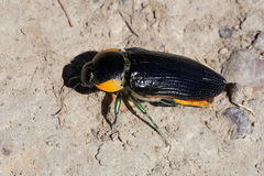 Temognatha variabilis