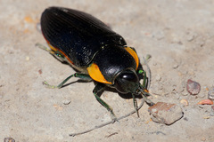 Temognatha variabilis