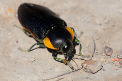 Temognatha variabilis