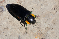 Temognatha variabilis