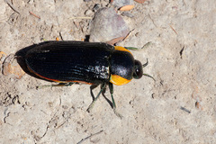 Temognatha variabilis