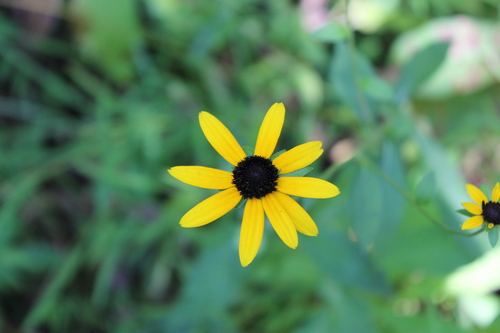 Image of Rudbeckia palustris by (c) Dominic, some rights reserved (CC BY)