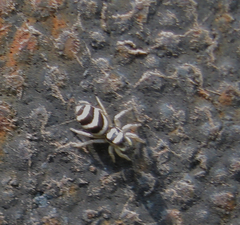 Salticus austinensis