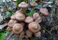 Desarmillaria caespitosa image