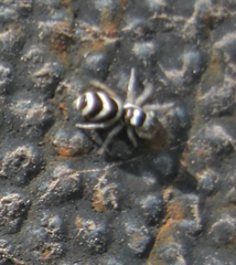 Salticus austinensis