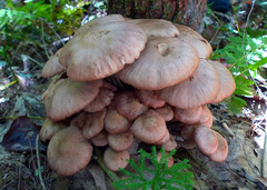 Desarmillaria caespitosa image