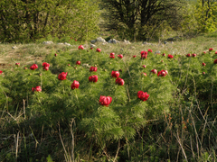 Paeonia tenuifolia