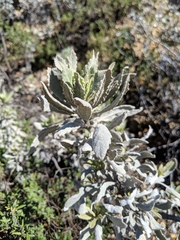 Eriodictyon traskiae