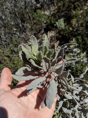 Eriodictyon traskiae