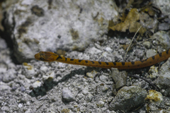 Leptodeira polysticta
