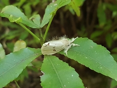 Euproctis haemodetes