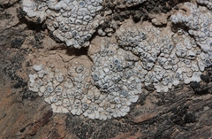 Aspicilia boykinii