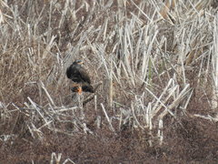 Rostrhamus sociabilis plumbeus