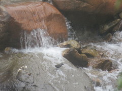 Cinclus schulzii