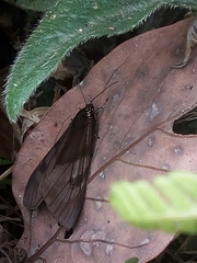 Lepidoptera