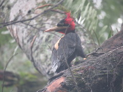 Campephilus leucopogon