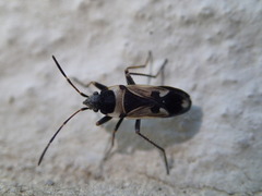 Raglius confusus