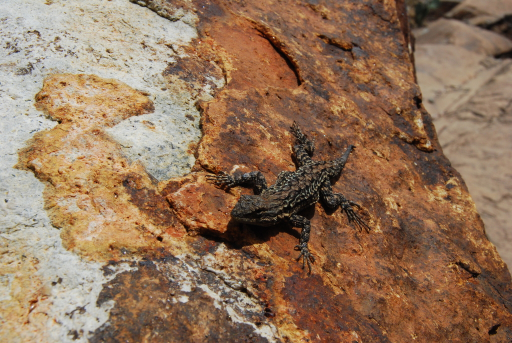 Big Bend Tree Lizard
