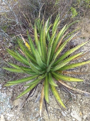 Agave univittata