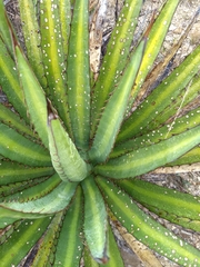 Agave univittata