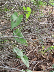 Calystegia sepium roseata x Silvatica disjuncta