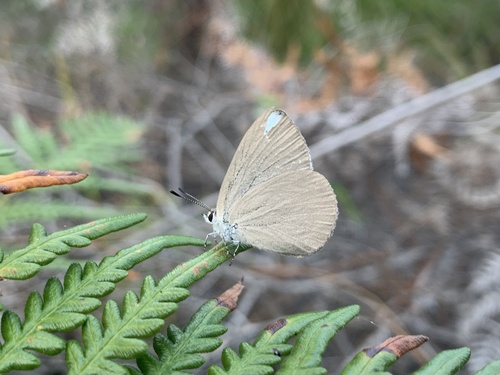 Nesolycaena albosericea