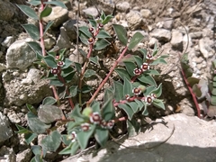 Euphorbia johnstonii