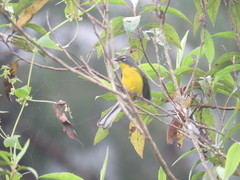 Myioborus brunniceps