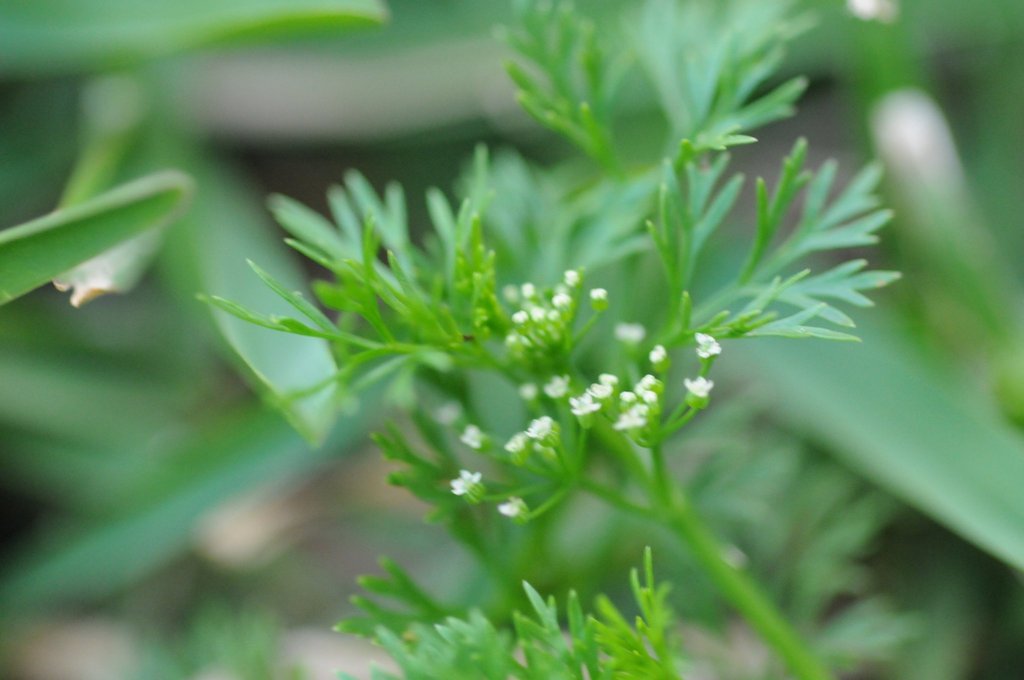Marsh Parsley (Vascular Plants of Lost Cove Farm) · iNaturalist