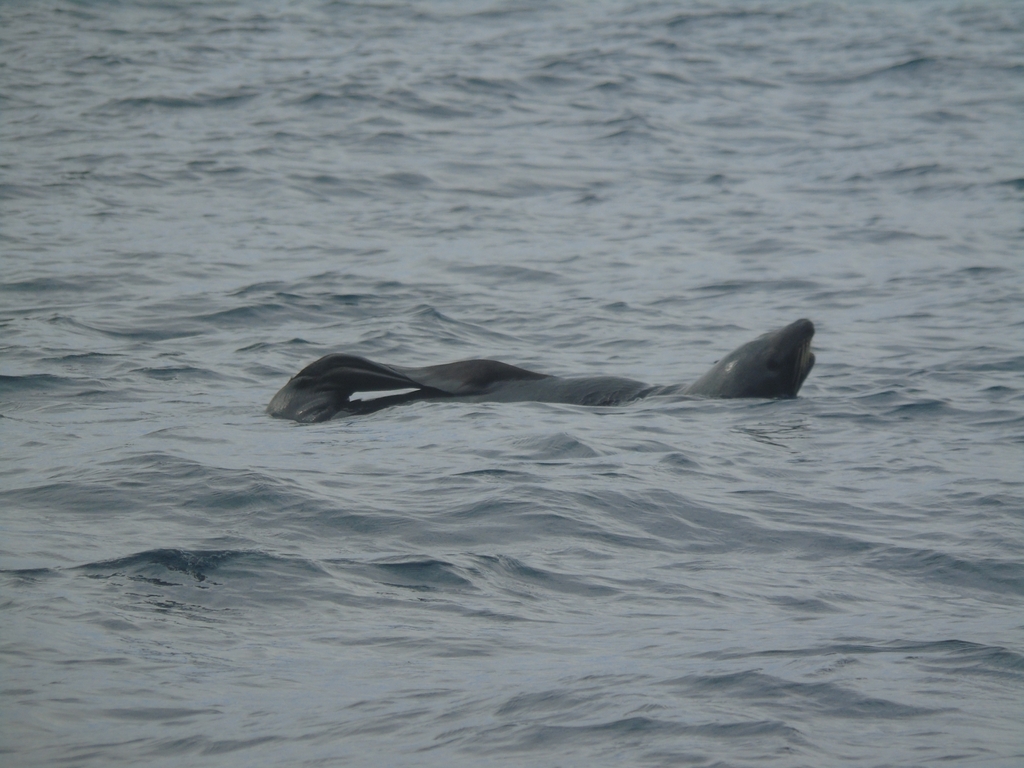 Juan Fernandez fur seal floating at the sea surface
