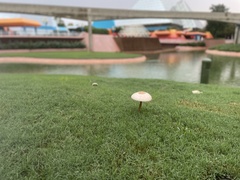 Chlorophyllum molybdites image