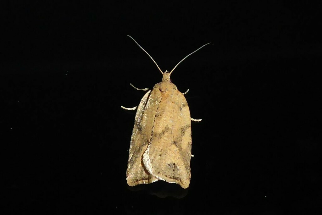 Archipini from Waikouaiti, New Zealand on August 13, 2023 at 10:50 PM ...