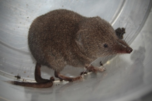 Masked Shrew, photo 2 of 10