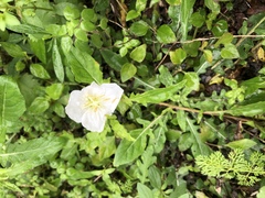 Oenothera tetraptera